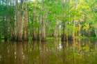 USA-Louisiana-Atchafalaya Basin-Atchafalaya Swamp Cypress trees reflect in swamp Art Print